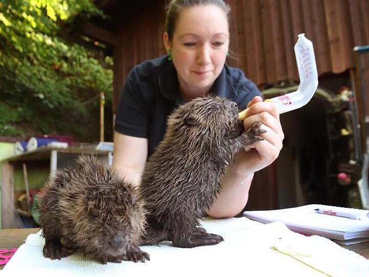 Die Tierpflegerin Stephanie Schwarz füttert ein Biber-Baby mit Milch. Foto: Benjamin Liss/dpa