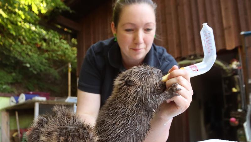 Die Tierpflegerin Stephanie Schwarz füttert ein Biber-Baby mit Milch. Foto: Benjamin Liss/dpa Die Tierpflegerin Stephanie Schwarz füttert ein Biber-Baby mit Milch. Foto: Benjamin Liss/dpa