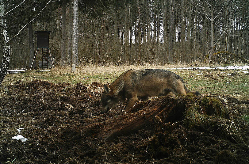 Der "Starnberger" Wolf.
