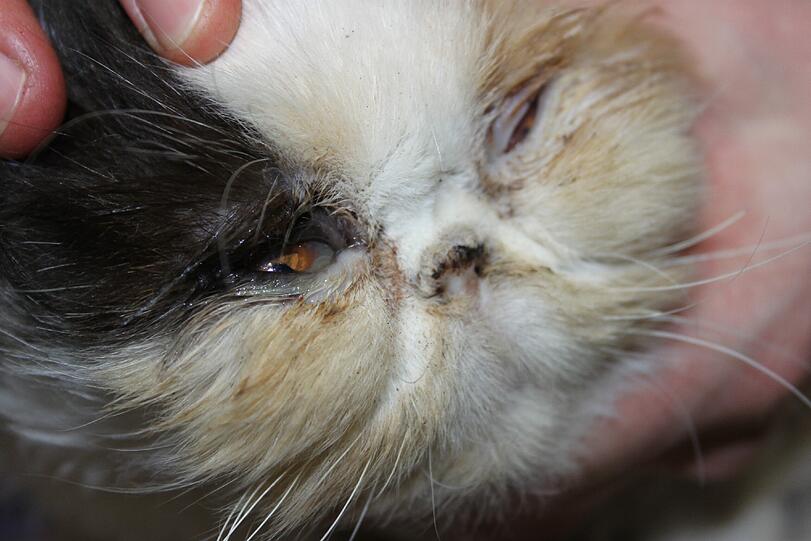 Während diese Katzen im Horror-Haus von Landshut litten,...