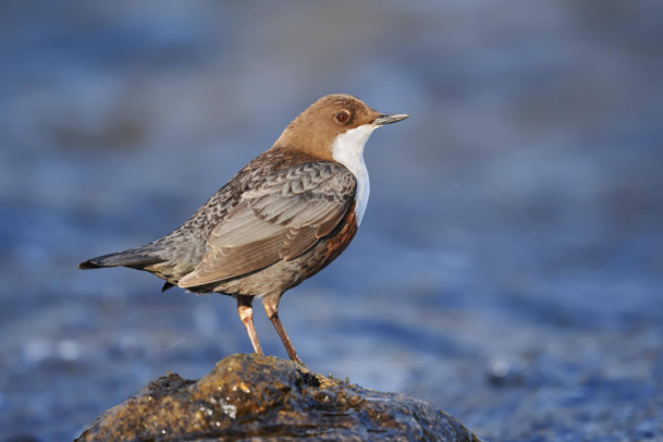 Die Wasseramsel.