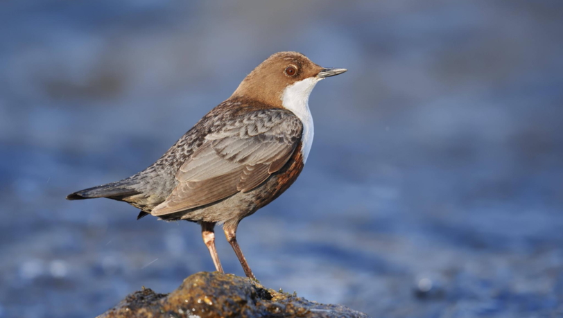 Die Wasseramsel. Die Wasseramsel.