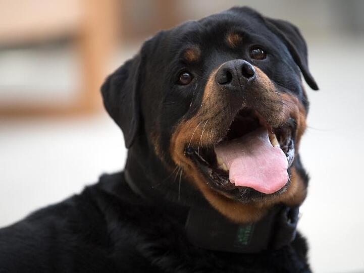 Ein Rottweiler blickt in die Kamera. Foto: Federico Gambarini/Archivbild