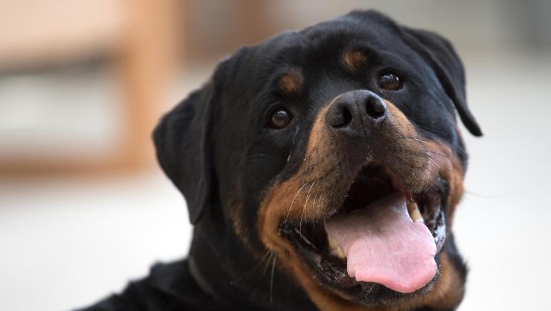 Ein Rottweiler blickt in die Kamera. Foto: Federico Gambarini/Archivbild Ein Rottweiler blickt in die Kamera. Foto: Federico Gambarini/Archivbild