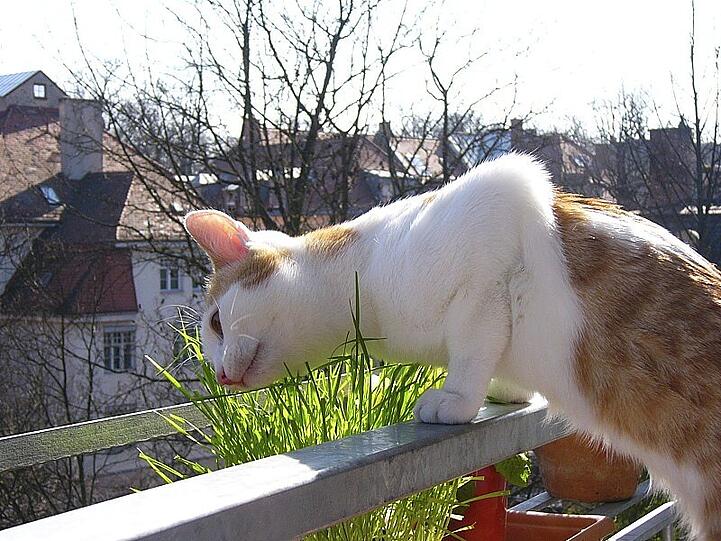 Die kritische Katze aus Bogenhausen.