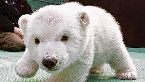 So süß war Eisbären-Mädchen Flocke, das vor fast genau zwei Jahren geboren wurde. So süß war Eisbären-Mädchen Flocke, das vor fast genau zwei Jahren geboren wurde.