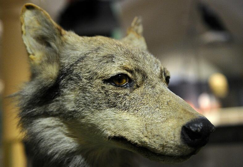 Wolf (Symbolbild)