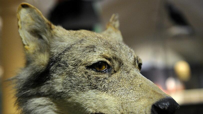 Wolf (Symbolbild) Wolf (Symbolbild)