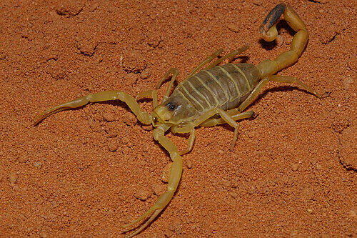 Der Franken-Skorpion könnte ein &bdquo;Leiurus quinquestriatus" sein.