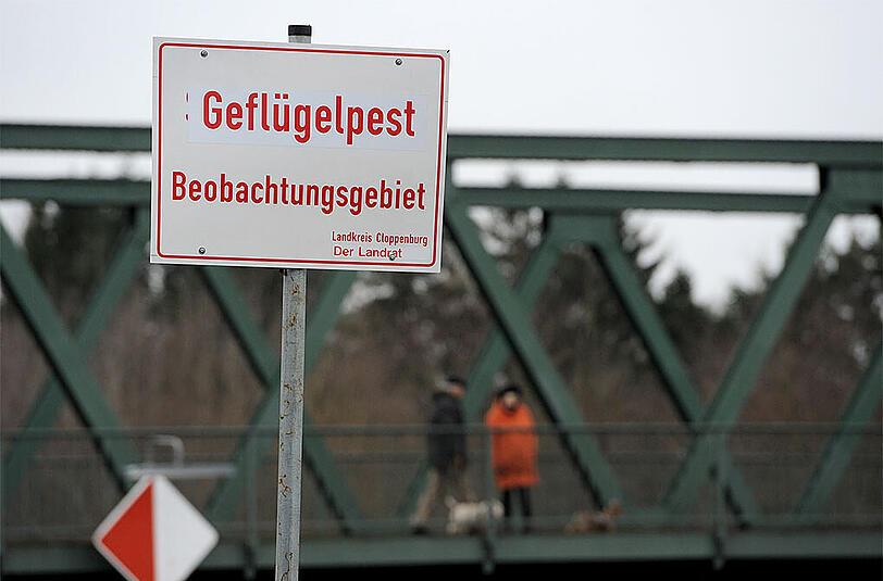 Die Tiere sollen vor der Schlachtung auf den gefährlichen H5N8-Virus untersucht werden.