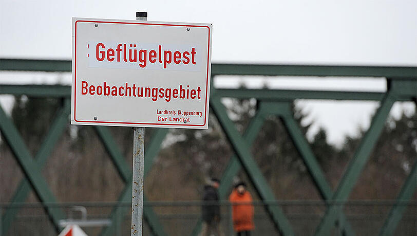 Die Tiere sollen vor der Schlachtung auf den gefährlichen H5N8-Virus untersucht werden. Die Tiere sollen vor der Schlachtung auf den gefährlichen H5N8-Virus untersucht werden.