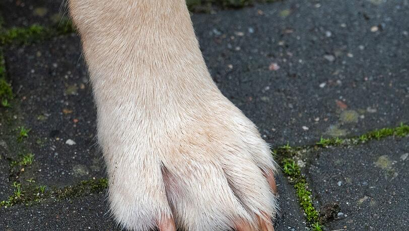 Der Hund starb nach dem Unfall noch während der tierärztlichen Versorgung. (Symbolbild) Der Hund starb nach dem Unfall noch während der tierärztlichen Versorgung. (Symbolbild)