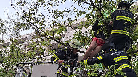 Feuerwehrleute m&uuml;ssen den Mann aus dem Baum schneiden.