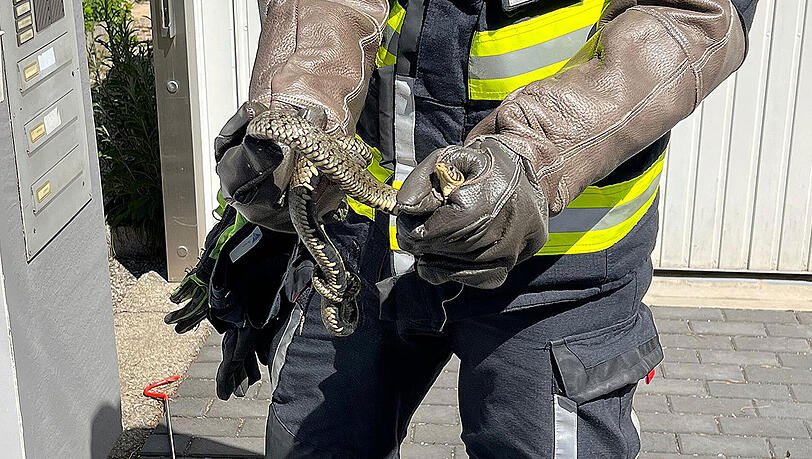 Lerchenau: Schlange im Garten gesichtet – Feuerwehr eilt zur Rettung