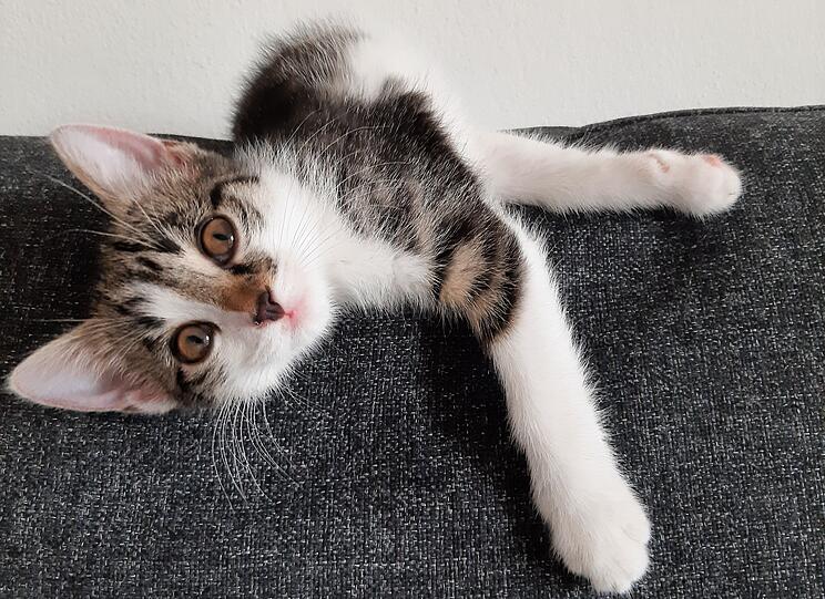 Mia