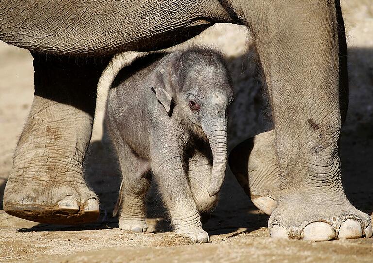 So süß! Am Dienstag hatte das bisher noch namenlose Elefantenmädchen offiziellen Fototermin im Freigehege des Tierparks Hellabrunn. Gemeinsam mit Mamma Panang und noch ein wenig tollpatschig erkundete das Dickhäuter-Baby seine neue Umgebung.
