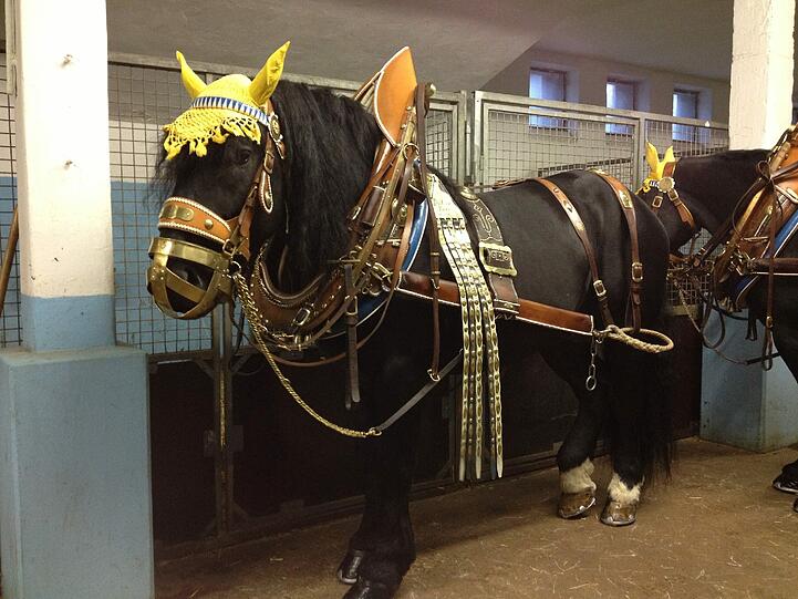 Pferd Hugo in voller Montur.