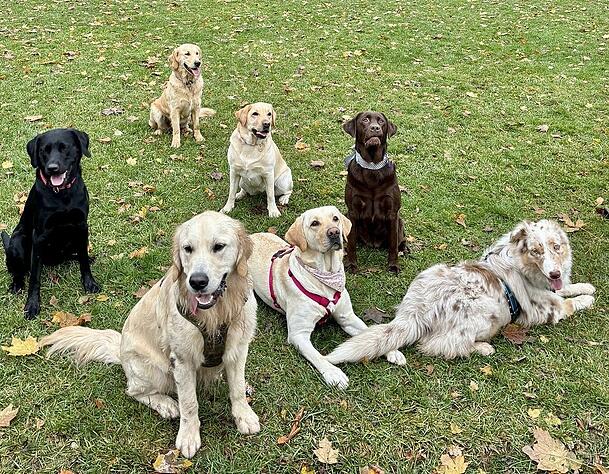 Emmi an ihrem ersten Geburtstag mit ihren Hundefreunden im Luitpoldpark.