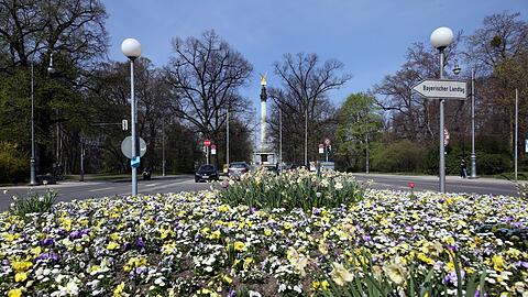 Was für eine Pracht: Nicht nur das Blumenmeer, sondern auch der Blick auf die weltstädtische Platzanlage des Friedensengels - wenn auch nur von hinten.