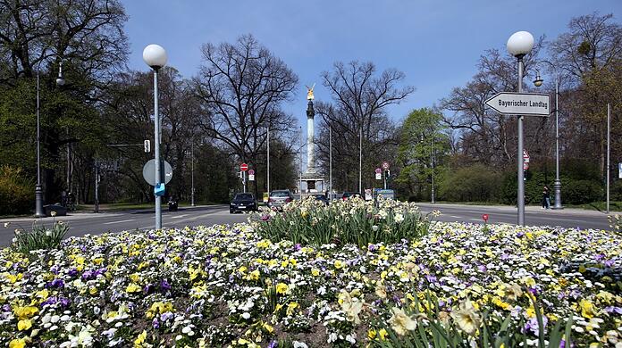 Was für eine Pracht: Nicht nur das Blumenmeer, sondern auch der Blick auf die weltstädtische Platzanlage des Friedensengels - wenn auch nur von hinten.