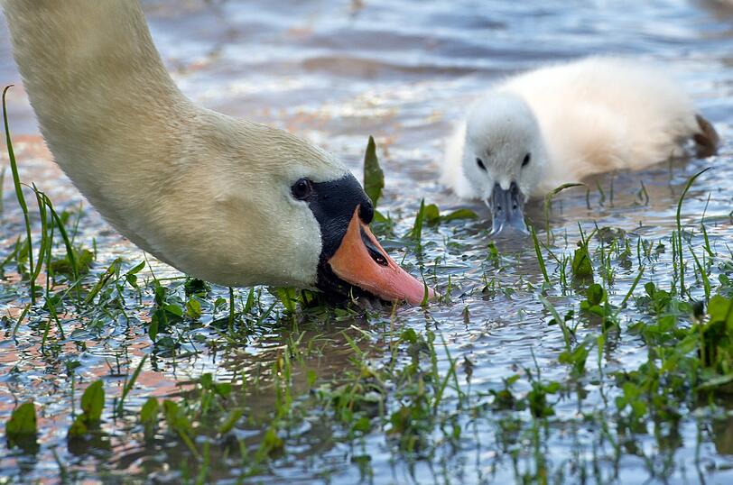Eine Schwanen-Mama sucht mit ihrem Küken im Hochwasser nach Nahrung.