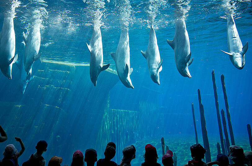 Kinder betrachten die Meeressäuger an der Scheibe des Delfinariums im Tiergarten. Das Becken muss jetzt saniert werden.