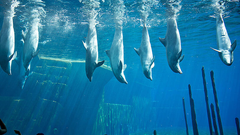 Kinder betrachten die Meeressäuger an der Scheibe des Delfinariums im Tiergarten. Das Becken muss jetzt saniert werden.