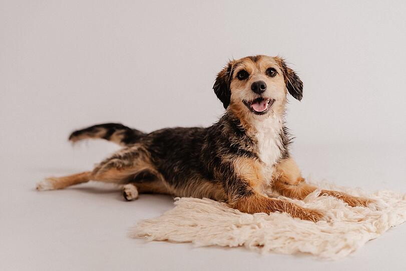 Mika: Weil sie - Freude in mein Leben bringt auch wenn dieses manchmal dunkel ist - sie selbst das Herz von Kollegen mit Hundephobie gewinnt - weil sie ein Beispiel für gelungene Integration ist (hat Migrationshintergrund, kommt aus Rumänien) - weil sie sehr gechillt ist und gerne kuschelt.