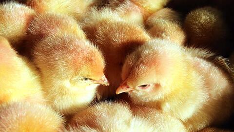 Das millionenfache T&ouml;ten m&auml;nnlicher K&uuml;ken in der deutschen Legehennenhaltung soll ab Anfang 2022 verboten sein.