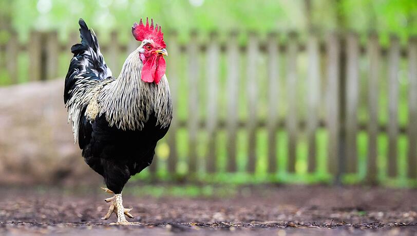 Woher der Hahn stammte, konnte die Polizei nicht mehr kl&auml;ren. (Symbolbild)
