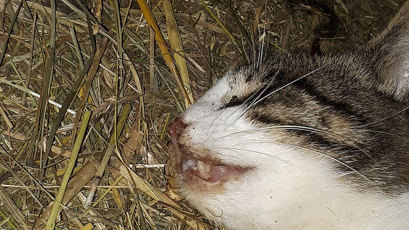 Erschreckend: Eine tote Katze im Stall.