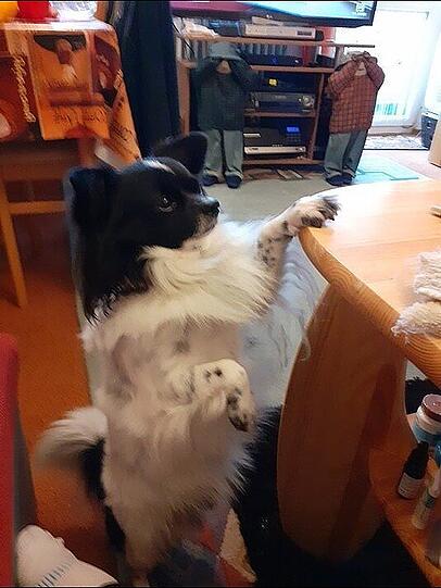 Rocky
