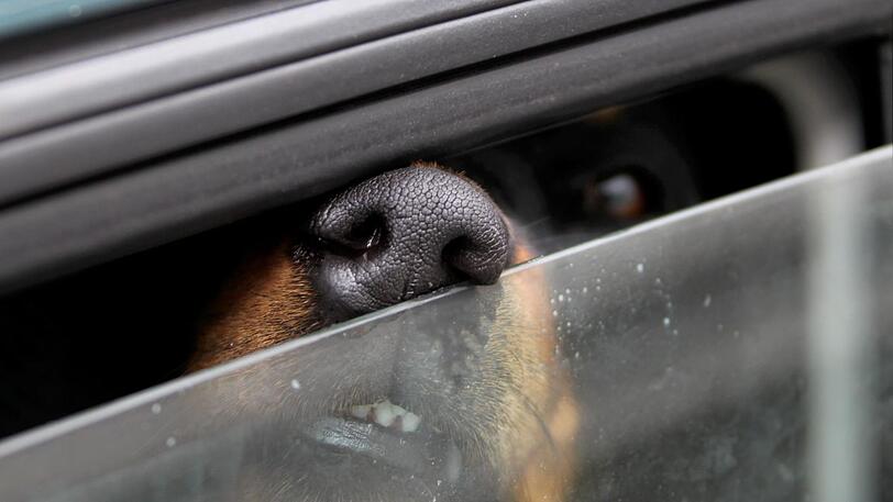 Immer wieder kommt es vor, dass Hundehalter die Gefahr von Hitze unterschätzen und ihren Hund im Auto zurücklassen. (Symbolfoto)