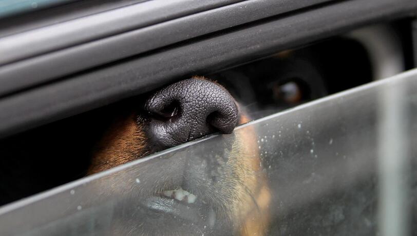 Immer wieder kommt es vor, dass Hundehalter die Gefahr von Hitze unterschätzen und ihren Hund im Auto zurücklassen. (Symbolfoto) Immer wieder kommt es vor, dass Hundehalter die Gefahr von Hitze unterschätzen und ihren Hund im Auto zurücklassen. (Symbolfoto)