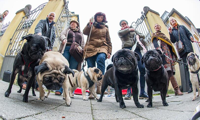 GERICHT: Tiere füllten in diesem Jahr auch immer wieder zahlreiche Aktenordner in Gerichten. Ein Beispiel: In Ingolstadt begann im November ein Streit zwischen einer Hundebesitzerin und einer Züchterin vor Gericht. Der Streitgegenstand: Mops-Hündin «Emma» - besser gesagt, ihre kaputte Wirbelsäule. Frauchen glaubt, dass ihr Liebling mit einem genetischen Schaden geboren wurde und forderte die Hälfte des Kaufpreises zurück. Ein Gutachten, das nach Angaben des Gerichts Ende November in Auftrag gegeben wurde, soll Klarheit bringen.