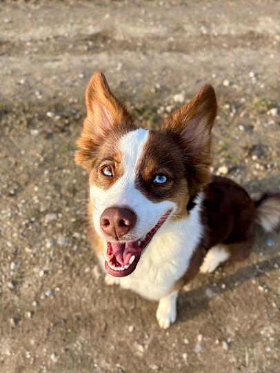 Ivy ist die Beste, weil sie einfach ein purer Sonnenschein ist. Immer gut drauf und voller Energie. Tricks lernt sie super schnell und ist immer mit dabei (egal ob Großstadt oder joggen im Wald).