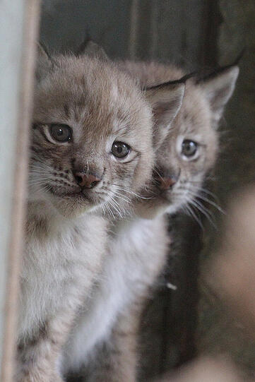 Na wer schaut den da um die Ecke? Es sind die Luchsbabys aus Hellabrunn: Paula und Pep.
