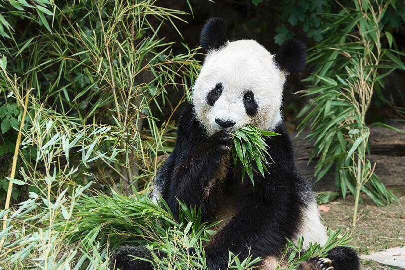 Der Wiener Tierpark trauert um sein Panda-Männchen Long-Hui.