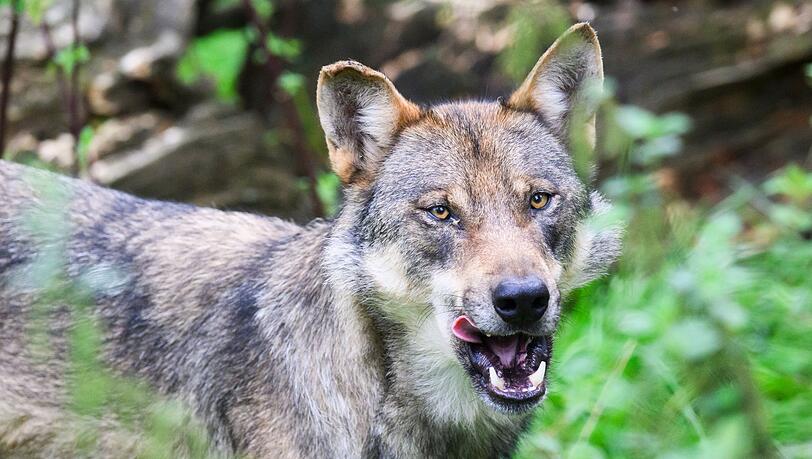 Die Polizei geht davon aus, dass es sich bei dem eingefangenen Wolf um ein zuvor in Blankenese gesichtetes Tier handelt. (Symbolbild) Die Polizei geht davon aus, dass es sich bei dem eingefangenen Wolf um ein zuvor in Blankenese gesichtetes Tier handelt. (Symbolbild)