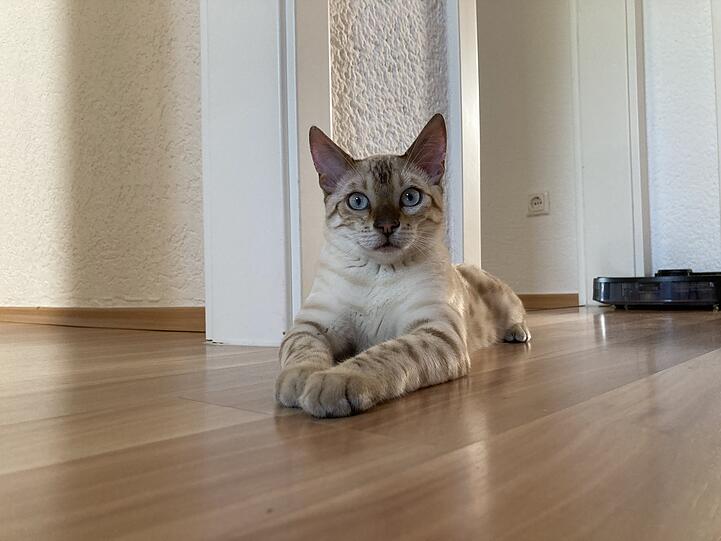 Floki