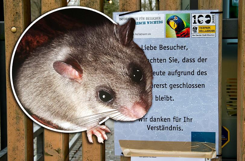 Der Tierpark Hellabrunn muss am Mittwoch wegen Stromausfall geschlossen bleiben. Verantwortlich dafür: ein Siebenschläfer.