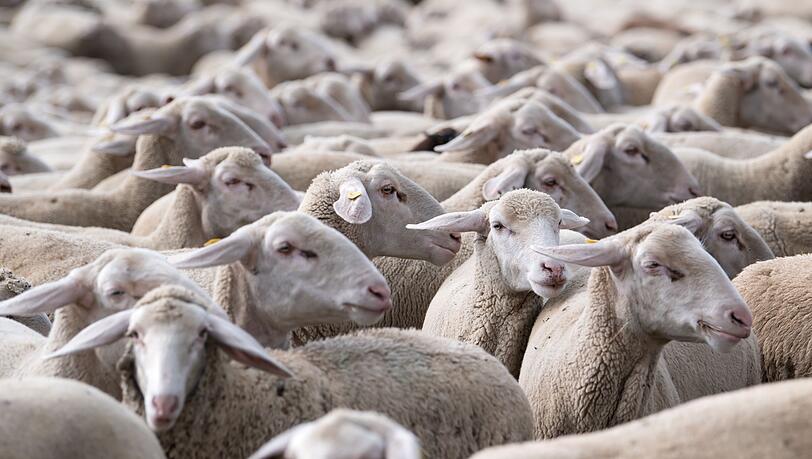 Die Zahl der Schafe ist leicht rückläufig. (Archivbild) Die Zahl der Schafe ist leicht rückläufig. (Archivbild)