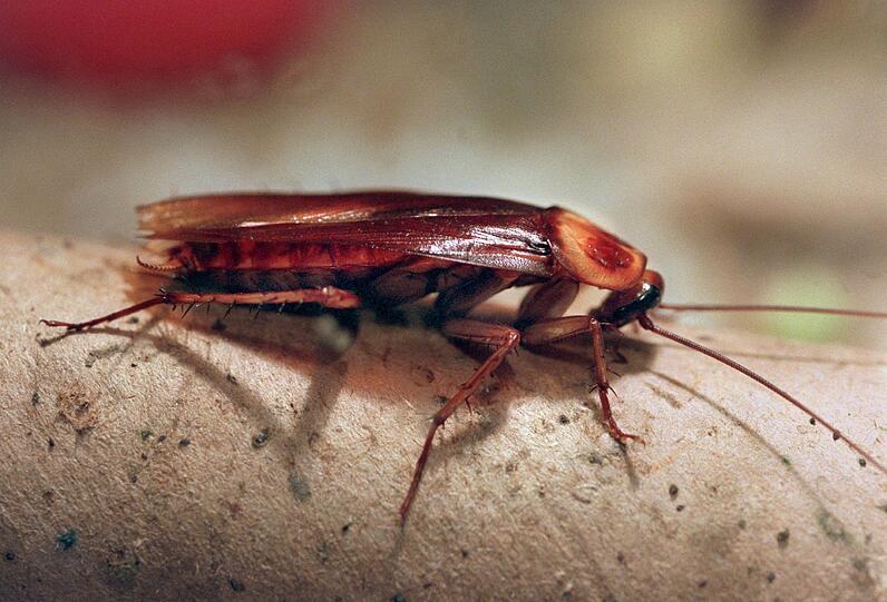 Besonders eklig: Kakerlaken. In dieser Größe bei uns eher selten. Die Küchenschaben fressen eigentlich alles, was rumsteht und verbreiten einen üblen Geruch. auch Allergien können die Schädlinge hervorrufen.