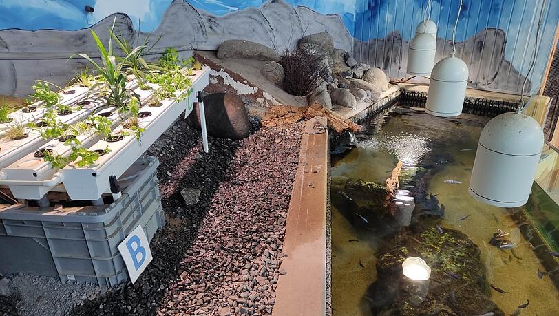 Aquaponik-Anlage im Hofer Zoo. Hier profitieren Pflanzen und Tiere von einander.