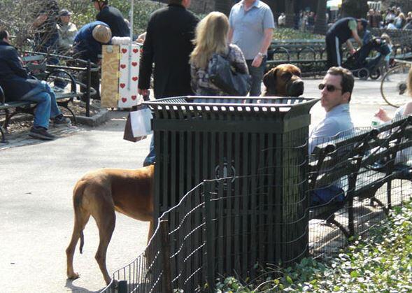 Dürfen wir vorstellen: Der längste Hund der Welt.