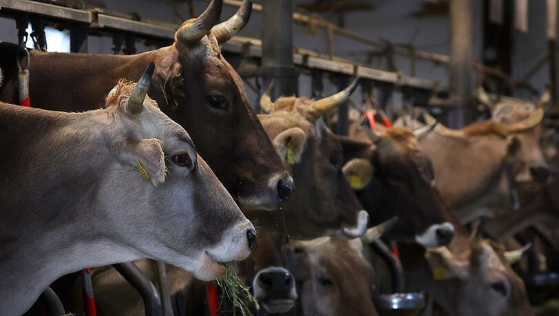 Wer ein Tier ohne vernünftigen Grund tötet oder quält, verstößt gegen das Tierschutzgesetz. (Symbolbild)