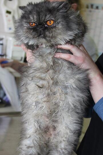 Verfilzt, verkotet und ungepflegt. Keine einzige Katze war in einem guten Zustand.