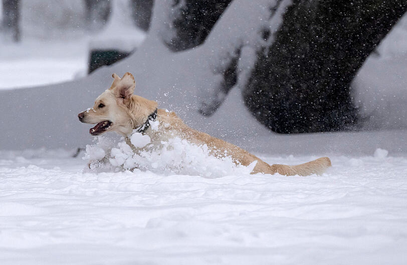 Ein Hund tollt im tiefen Schnee in einem Park.