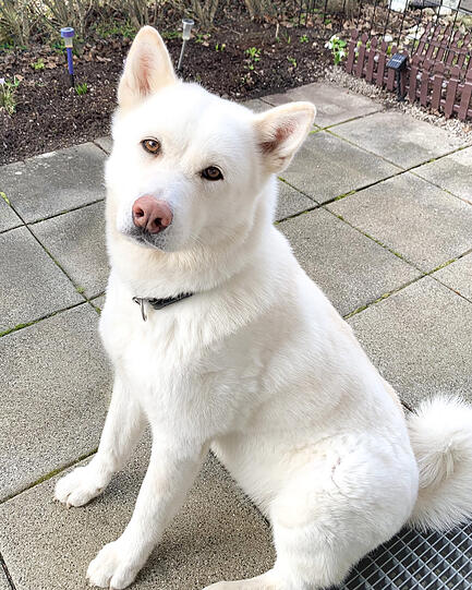 Akira