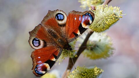 Weidenk&auml;tzchen z&auml;hlen zu den beliebten Nahrungsquellen f&uuml;r Insekten. (Archivbild)